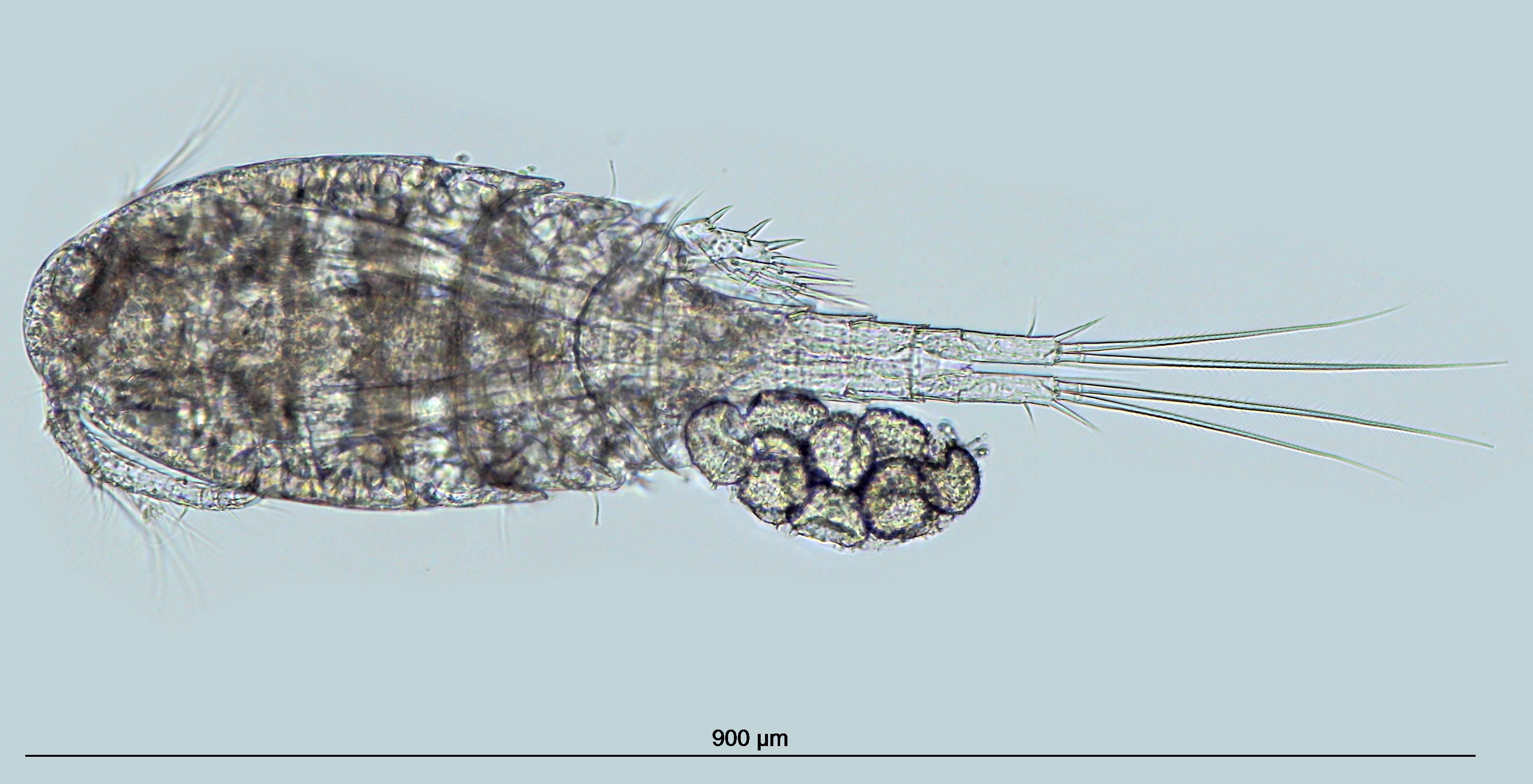 Microcyclops varicans